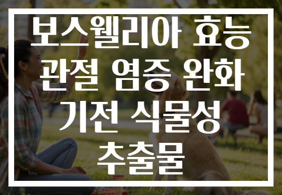 보스웰리아 효능 관절 염증 완화 기전 식물성 추출물