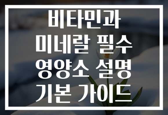비타민과 미네랄 필수 영양소 설명 기본 가이드