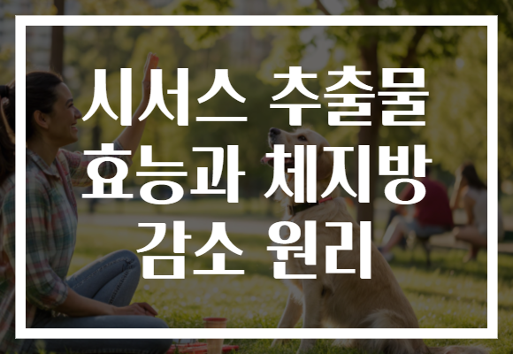 시서스 추출물 효능과 체지방 감소 원리