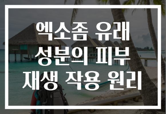 엑소좀 유래 성분의 피부 재생 작용 원리