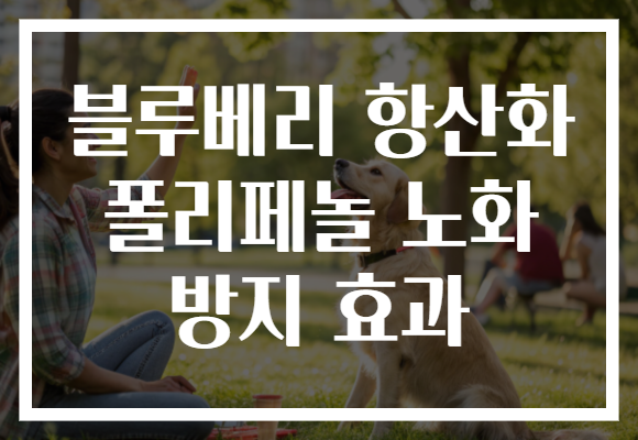 블루베리 항산화 폴리페놀 노화 방지 효과