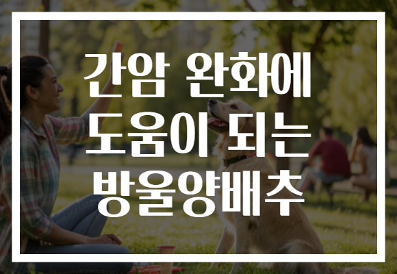 간암 완화에 도움이 되는 방울양배추 간암 완화에 도움이 되는 방울양배추