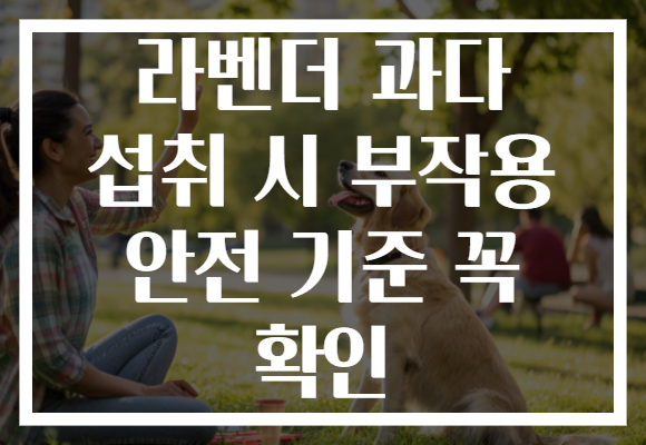 라벤더 과다 섭취 시 부작용 안전 기준 꼭 확인