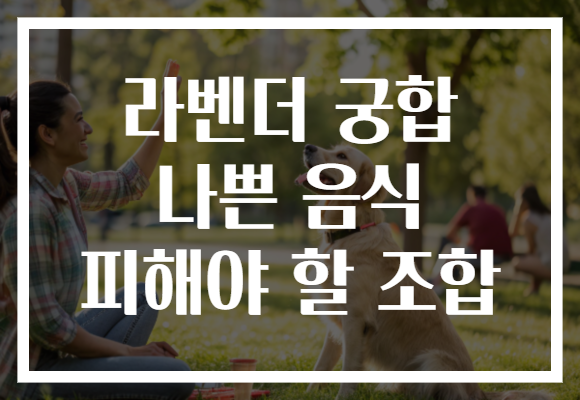 라벤더 궁합 나쁜 음식 피해야 할 조합 라벤더 궁합 나쁜 음식 피해야 할 조합