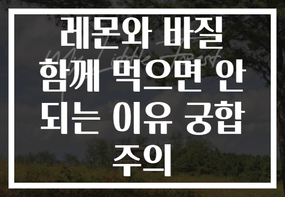 레몬와 바질 함께 먹으면 안 되는 이유 궁합 주의