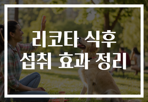 리코타 식후 섭취 효과 정리 리코타 식후 섭취 효과 정리