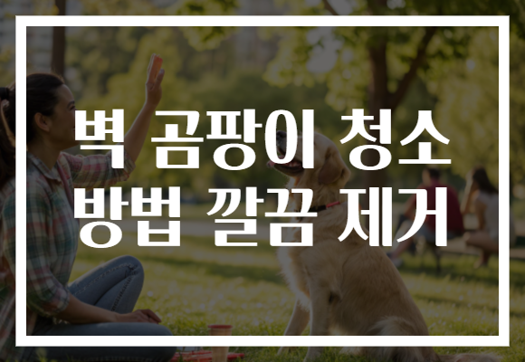 벽 곰팡이 청소 방법 깔끔 제거