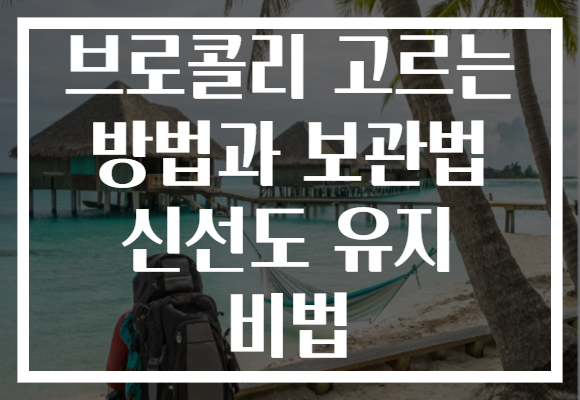 브로콜리 고르는 방법과 보관법 신선도 유지 비법