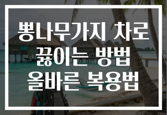 뽕나무가지 차로 끓이는 방법 올바른 복용법