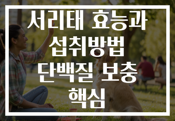 서리태 효능과 섭취방법 단백질 보충 핵심