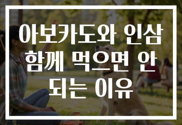 아보카도와 인삼 함께 먹으면 안 되는 이유 아보카도와 인삼 함께 먹으면 안 되는 이유