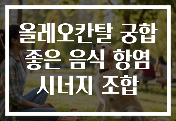 올레오칸탈 궁합 좋은 음식 항염 시너지 조합