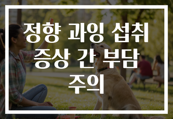 정향 과잉 섭취 증상 간 부담 주의