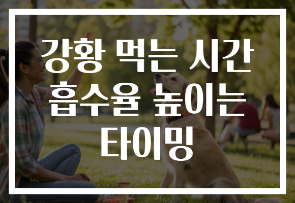 강황 먹는 시간 흡수율 높이는 타이밍