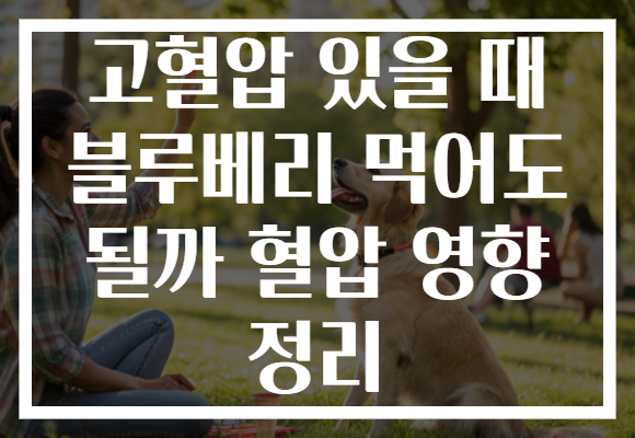 고혈압 있을 때 블루베리 먹어도 될까 혈압 영향 정리