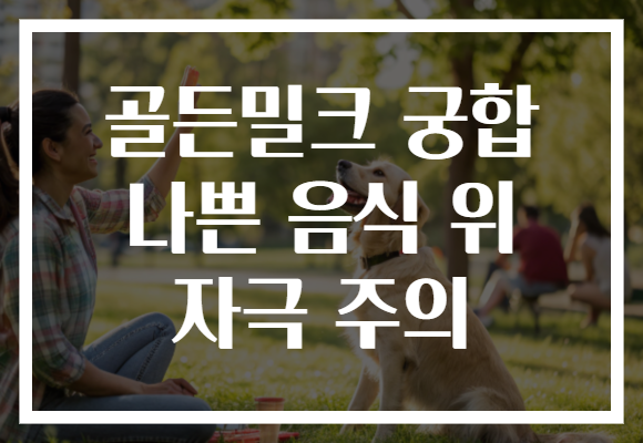골든밀크 궁합 나쁜 음식 위 자극 주의