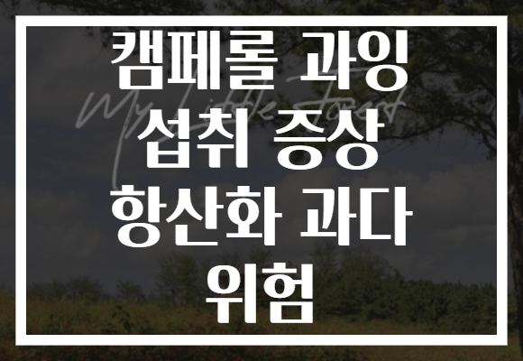 캠페롤 과잉 섭취 증상 항산화 과다 위험